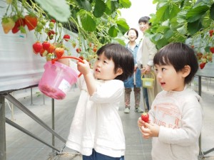 いちご狩り四国ならどこ?各県3選計12園、それ以上もリンク先で! いちご狩り四国ならどこ?各県3選計12園、それ以上もリンク先で!