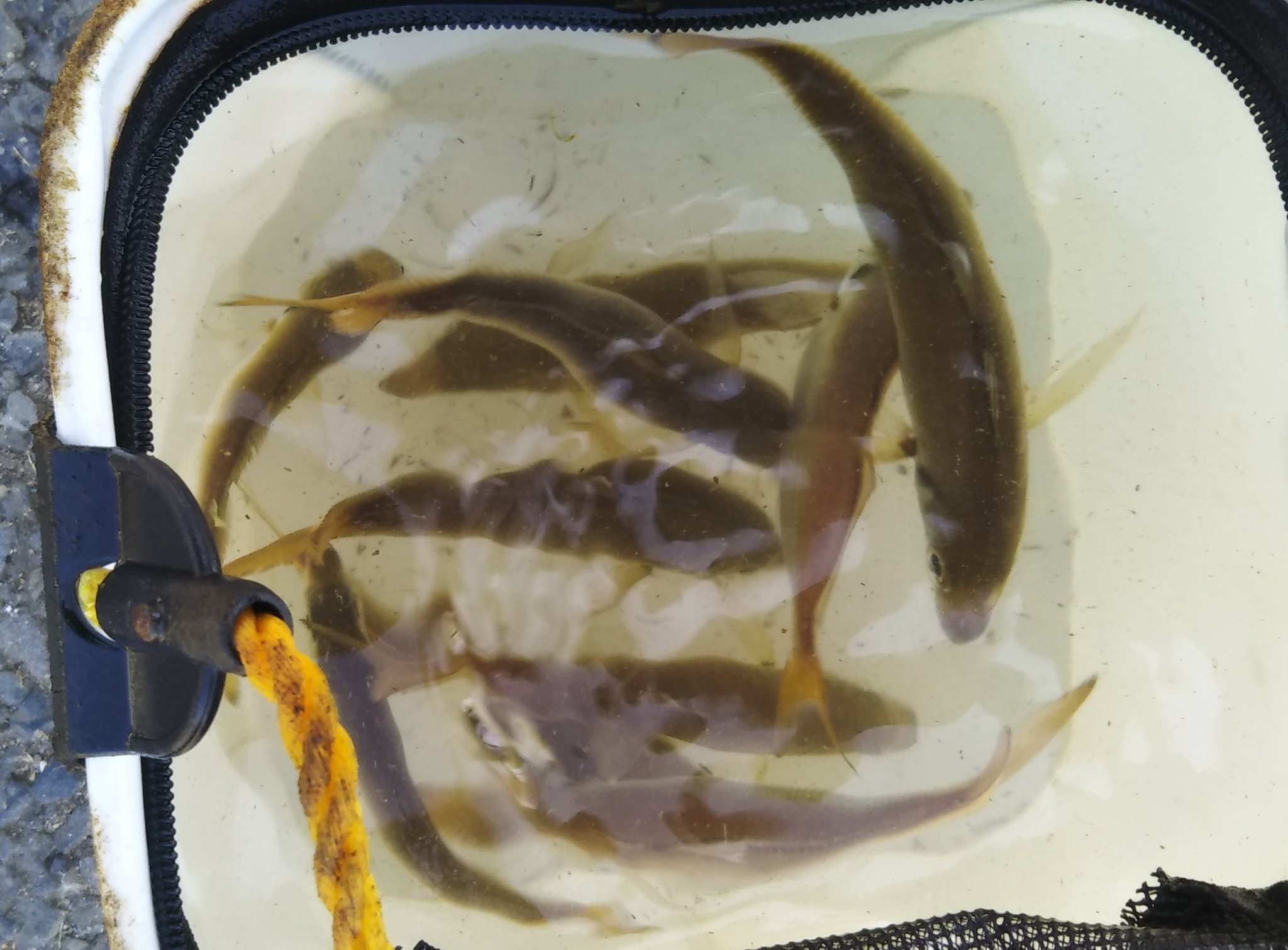 若洲海浜公園の釣果 9 10 2 趣味と暮らしのお役立ちブログ 若洲海浜公園の釣果 9 10 2 趣味と暮らしのお役立ちブログ