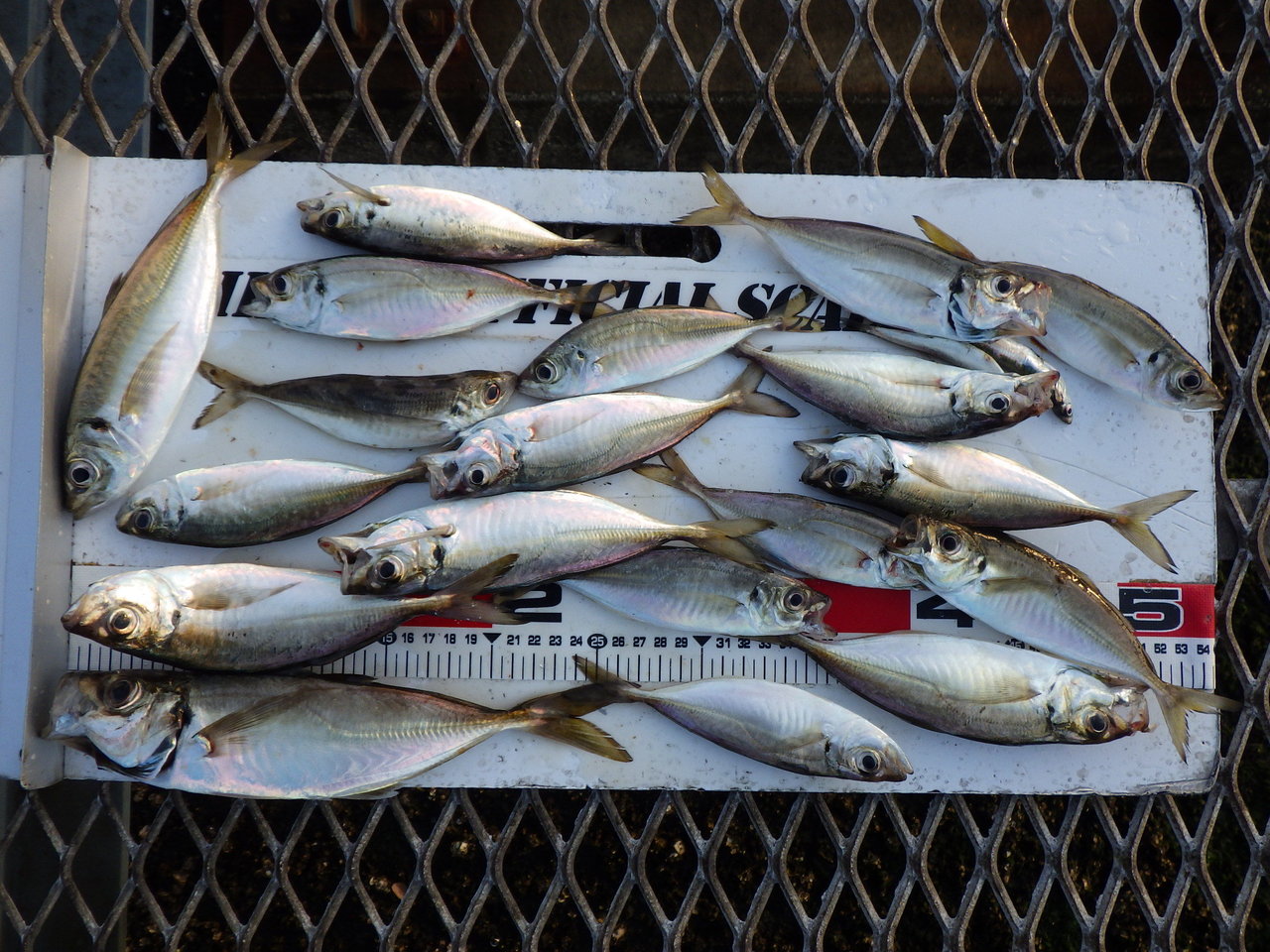 大黒海釣り施設の釣果と予約等について 21 4 21現在 趣味 釣り等 と暮らしのお役立ちブログ